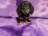 Mini Dachshund, a female Miniature Dachshund for sale in Buffalo, NY – 1 of 4
