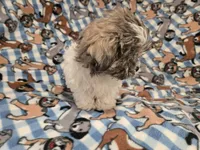 Shihtzu/Maltese , a male Maltese and Shih Tzu for sale in Buffalo, NY – 6 of 6