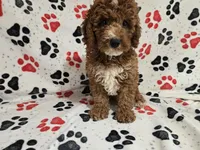 Cockapoo, a male Cockapoo for sale in Buffalo, NY – 2 of 4