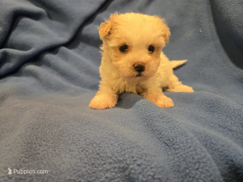 Morkie – Maltese, Yorkshire Terrier puppy for sale in Buffalo, NY