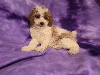 Cockapoo, a female Cockapoo for sale in Buffalo, NY – 4 of 5