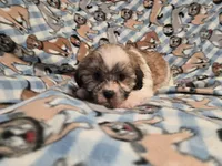 Shihtzu /Bichon , a male Bichon Frise and Shih Tzu for sale in Buffalo, NY – 3 of 4