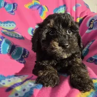 Shihpoo, a female Shihpoo for sale in Buffalo, NY – Photo 4 of 4