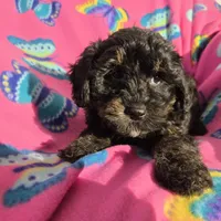 Shihpoo, a female Shihpoo for sale in Buffalo, NY – Photo 3 of 4