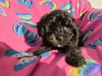 processed/7f459de2-3cf1-4a3f-8e8a-6ad81be9533d/listing/6379db98-258c-4409-919a-b29f570cc64b/62f1a626-9f99-4537-90a8-b0cbc4bb5f29