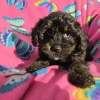 Shihpoo, a female Shihpoo for sale in Buffalo, NY – Photo 1 of 4