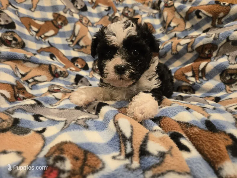 Morkie – Maltese, Yorkshire Terrier puppy for sale in Buffalo, NY