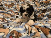 Morkie, a male Maltese and Yorkshire Terrier for sale in Buffalo, NY – 1 of 4