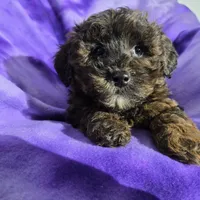 Shihpoo, a female Shihpoo for sale in Buffalo, NY – Photo 2 of 5