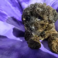 Shihpoo, a female Shihpoo for sale in Buffalo, NY – Photo 4 of 5
