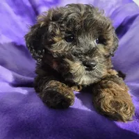 Shihpoo, a female Shihpoo for sale in Buffalo, NY – Photo 1 of 5