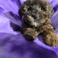 Shihpoo, a female Shihpoo for sale in Buffalo, NY – Photo 5 of 5