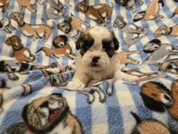 Shihtzu /Bichon, a male Bichon Frise and Shih Tzu for sale in Buffalo, NY – 4 of 4