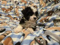 Morkie, a male Maltese and Yorkshire Terrier for sale in Buffalo, NY – 2 of 4