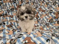 Shihtzu/Maltese , a male Maltese and Shih Tzu for sale in Buffalo, NY – 3 of 6