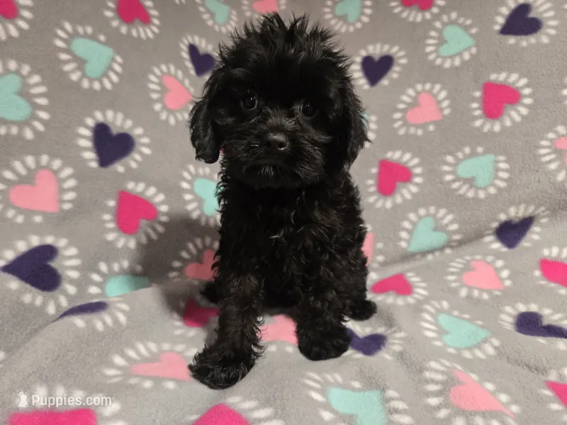 Cavapoo – Cavapoo puppy for sale in Buffalo, NY