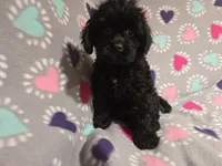 Cavapoo, a female Cavapoo for sale in Buffalo, NY – 3 of 4