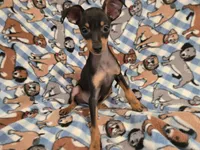 Mini Pinscher, a male Miniature Pinscher for sale in Buffalo, NY – 4 of 4