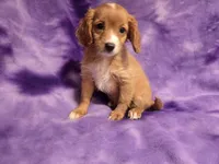 Cavapoo, a female Cavapoo for sale in Buffalo, NY – 5 of 6