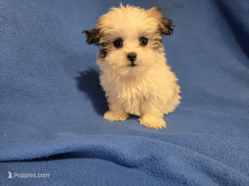 Maltese / shihtzu – Maltese, Shih Tzu puppy for sale in Buffalo, NY