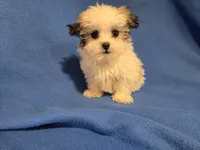 Maltese / shihtzu, a male Maltese and Shih Tzu for sale in Buffalo, NY – 1 of 4