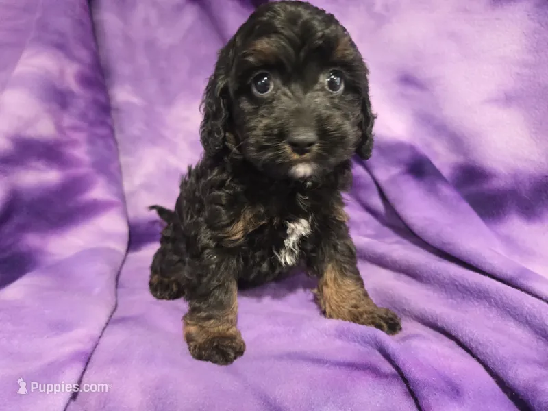 Cockapoo – Cockapoo puppy for sale in Buffalo, NY