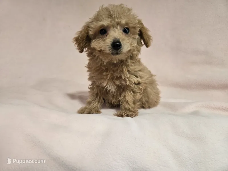 Bichon /Poodle  – Bichon Frise, Poodle - Miniature  puppy for sale in Buffalo, NY