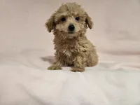 Bichon /Poodle , a female Bichon Frise and Poodle - Miniature  for sale in Buffalo, NY – 1 of 4