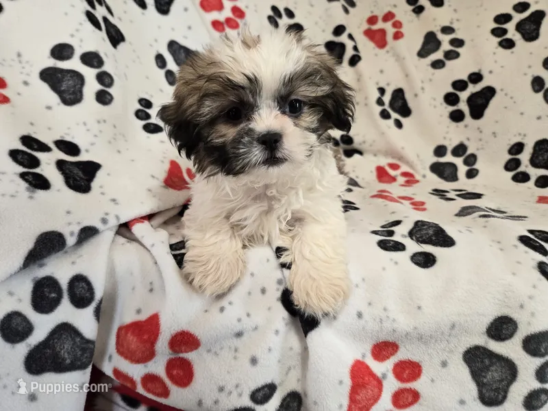 Shihtzu – Shih Tzu puppy for sale in Buffalo, NY
