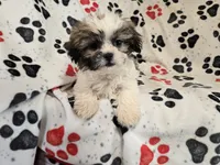 Shihtzu, a male Shih Tzu for sale in Buffalo, NY – 1 of 5
