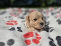 Shihpoo /Maltese , a male Shihpoo and Maltese for sale in Buffalo, NY – 5 of 5