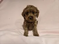 Cockapoo, a female Cockapoo for sale in Buffalo, NY – 2 of 5