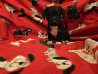 Chihuahua /Maltese, a male Chihuahua and Maltese for sale in Buffalo, NY – 4 of 5