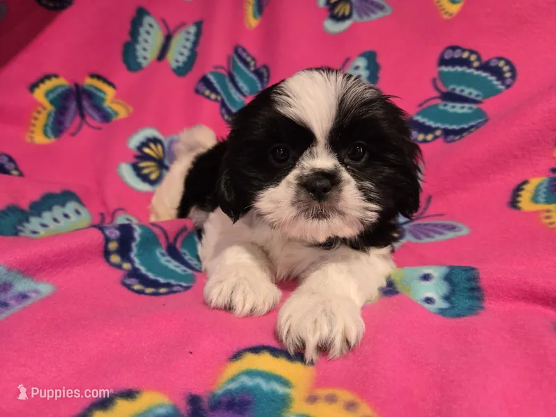 Shihtzu /Maltese mix – Maltese, Shih Tzu puppy for sale in Buffalo, NY
