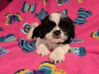 Shihtzu /Maltese mix, a female Maltese and Shih Tzu for sale in Buffalo, NY – 1 of 5