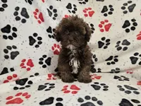 Shihpoo , a male Shihpoo for sale in Buffalo, NY – 2 of 5