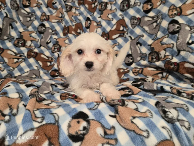 Cavachon – Cavachon puppy for sale in Buffalo, NY