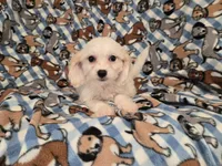 Cavachon, a female Cavachon for sale in Buffalo, NY – 1 of 4