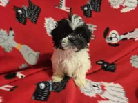 Shihtzu, a male Shih Tzu for sale in Buffalo, NY – 3 of 4