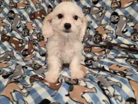 Cavachon, a female Cavachon for sale in Buffalo, NY – 4 of 4