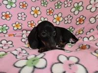 Mini Dachshund, a female Miniature Dachshund for sale in Buffalo, NY – 2 of 4