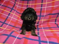 Cockapoo, a female Cockapoo for sale in Buffalo, NY – 3 of 4