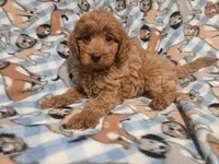 Cavapoo, a male Cavapoo for sale in Buffalo, NY – 4 of 4