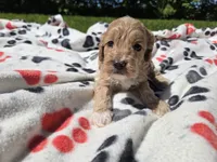 Cockapoo, a male Cockapoo for sale in Buffalo, NY – 4 of 4