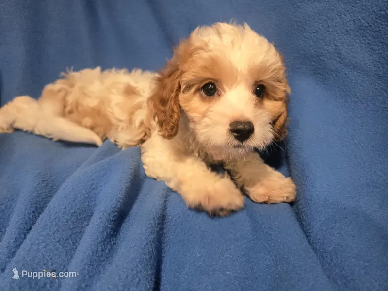 Cavapoo – Cavapoo puppy for sale in Buffalo, NY