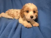 Cavapoo, a female Cavapoo for sale in Buffalo, NY – 1 of 5