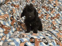 Yorkie poo, a male Yorkipoo for sale in Buffalo, NY – 4 of 4