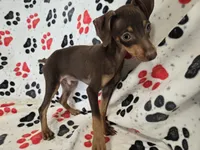 Mini Pinscher, a male Miniature Pinscher for sale in Buffalo, NY – 2 of 4