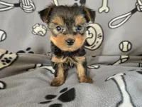 Yorkie Terrier, a male Yorkshire Terrier for sale in Buffalo, NY – 3 of 5