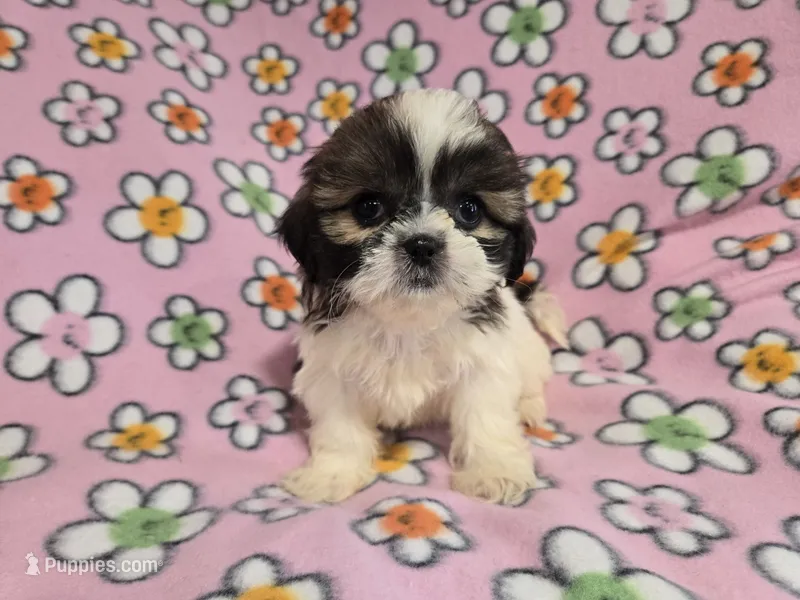 Shihtzu – Shih Tzu puppy for sale in Buffalo, NY